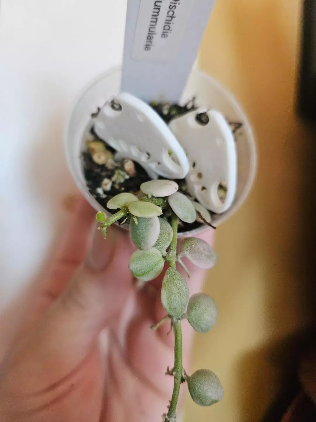 Dischidia Nummularia prop thumbnail