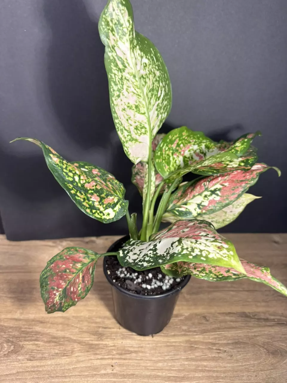 Aglaonema Anyamanee Tricolor 4” 3357 thumbnail