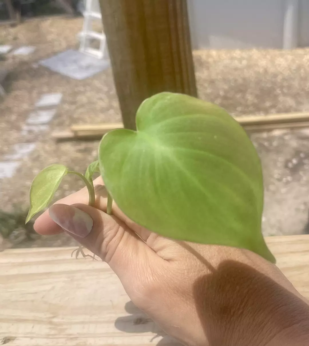 Philodendron Camposportoanum thumbnail