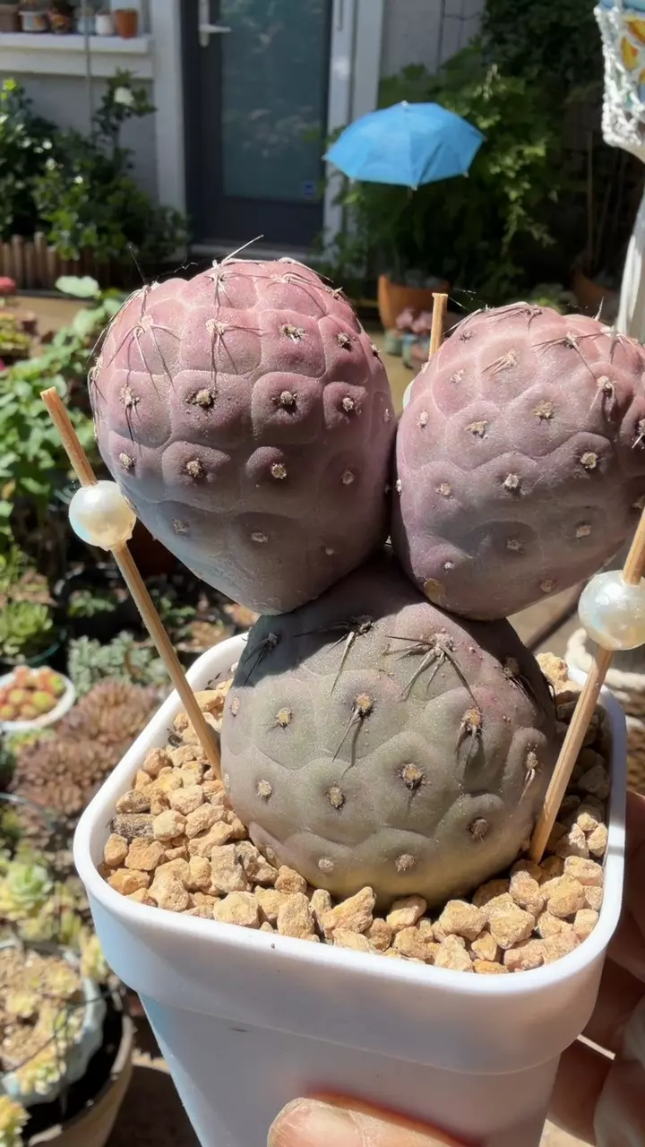 Tephrocactus thumbnail