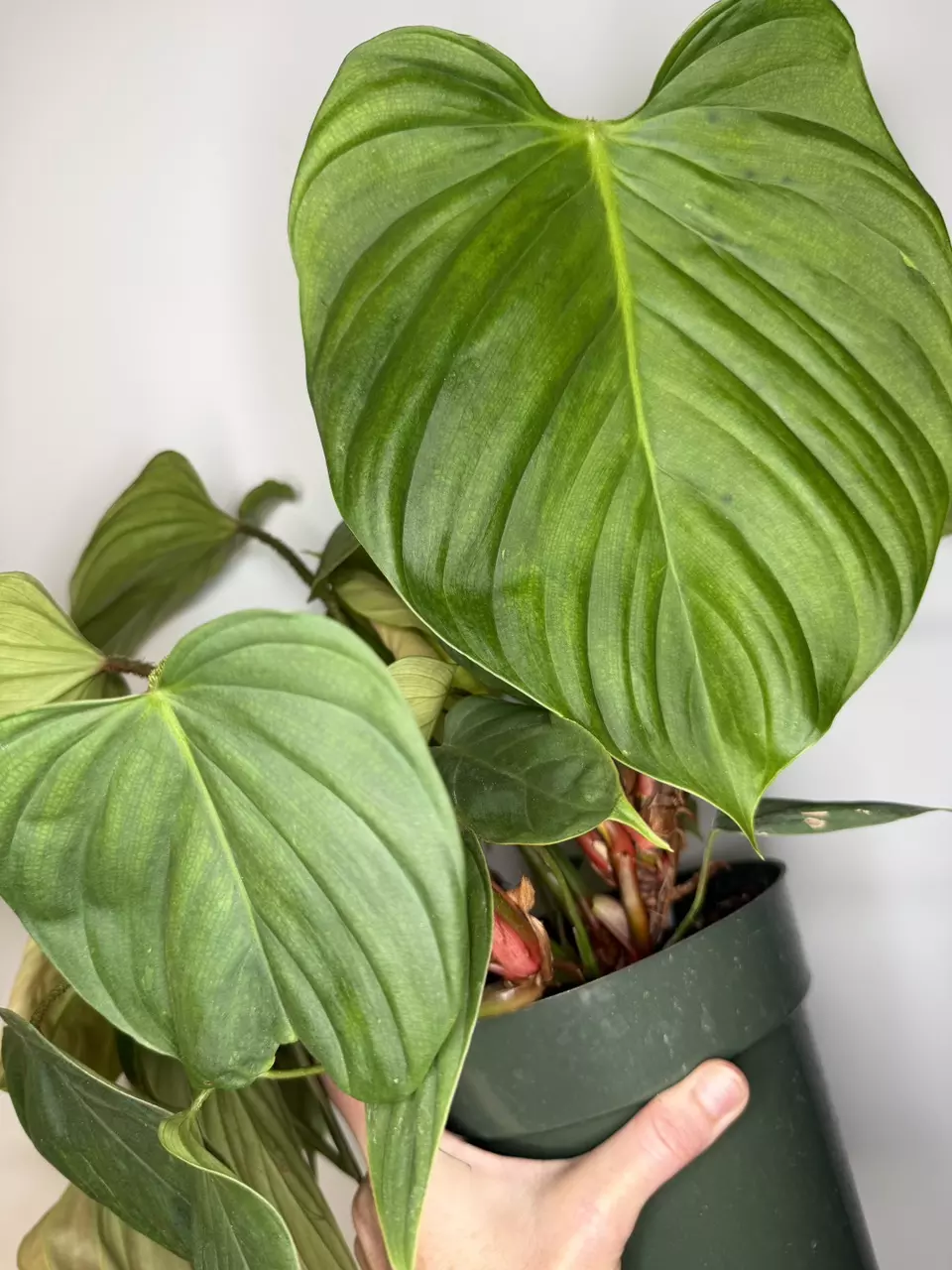 Philodendron Nangaritense - 6” Pot thumbnail