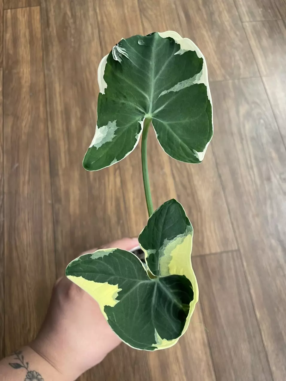 Alocasia Xanthosoma ‘Mickey Mouse’ thumbnail