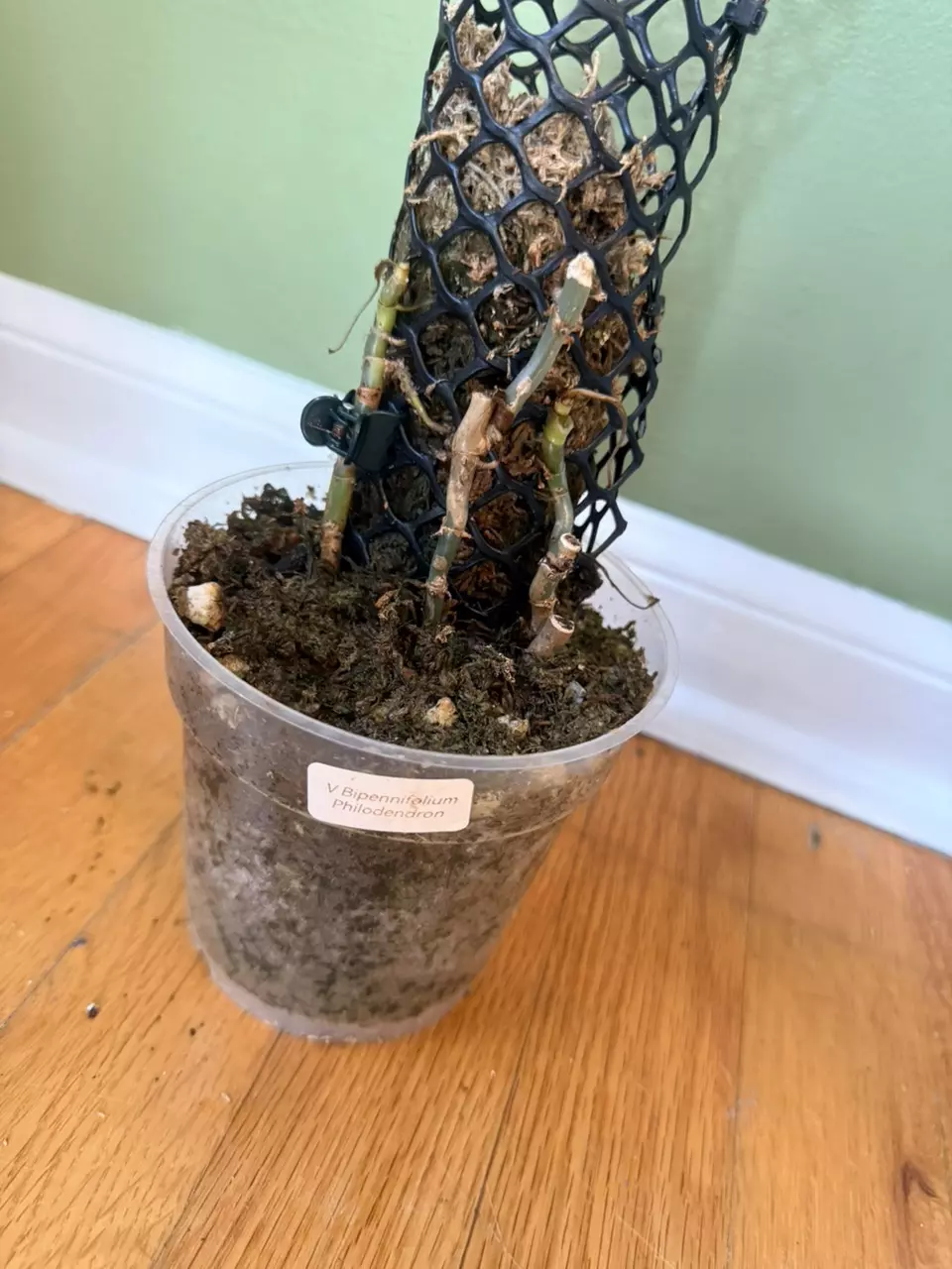 Philodendron Bipennifolium Variegated 'Violin' thumbnail