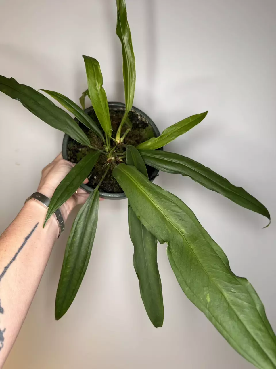 Anthurium Bakerii thumbnail