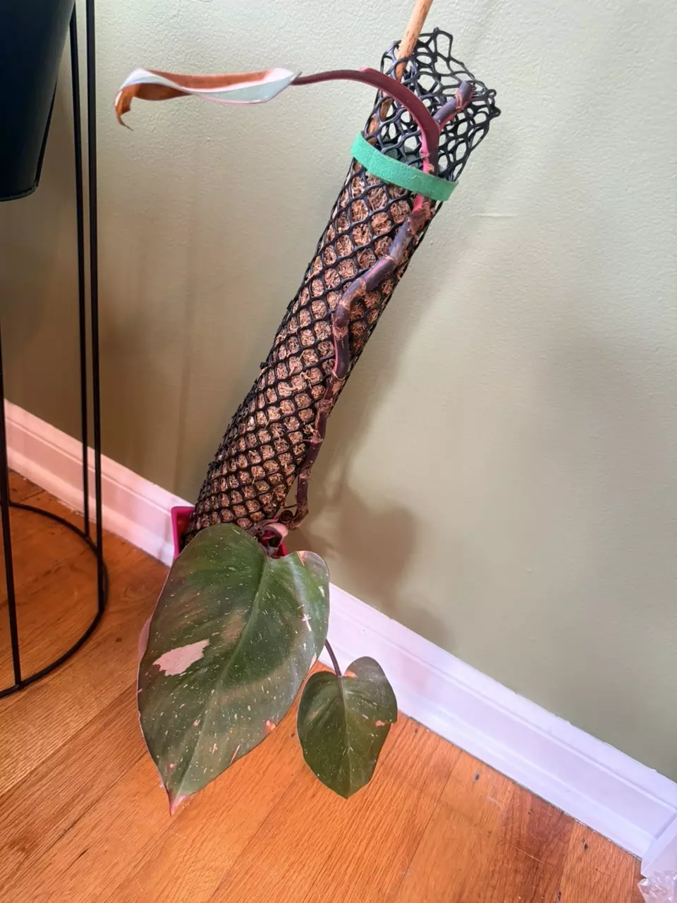 Philodendron Red Anderson thumbnail