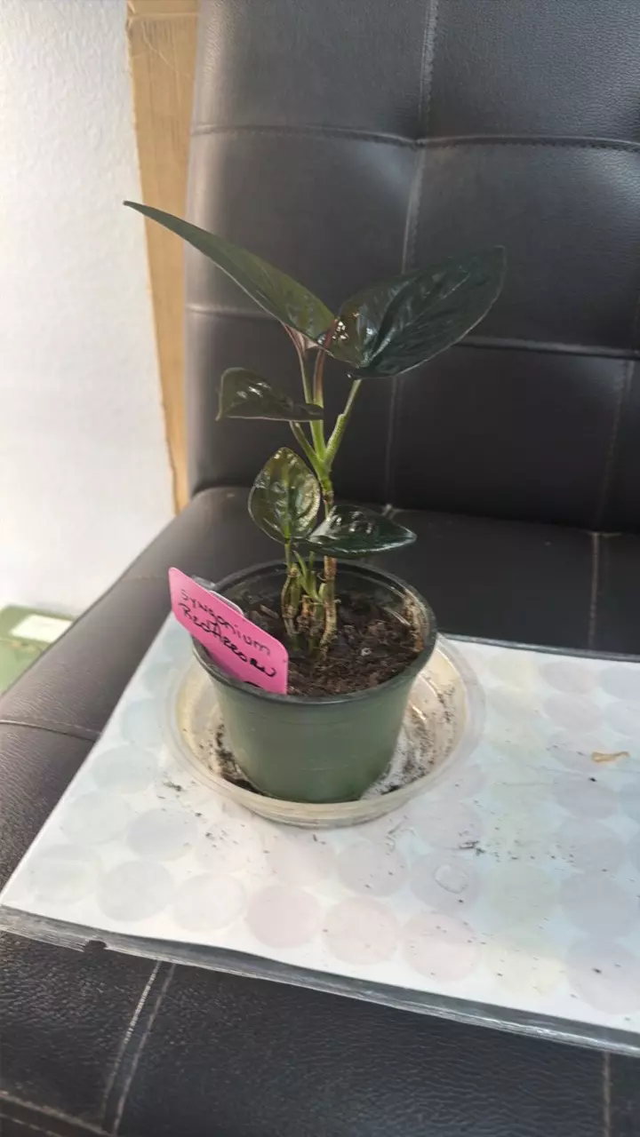 SYNGONIUM RED ARROW 423 thumbnail