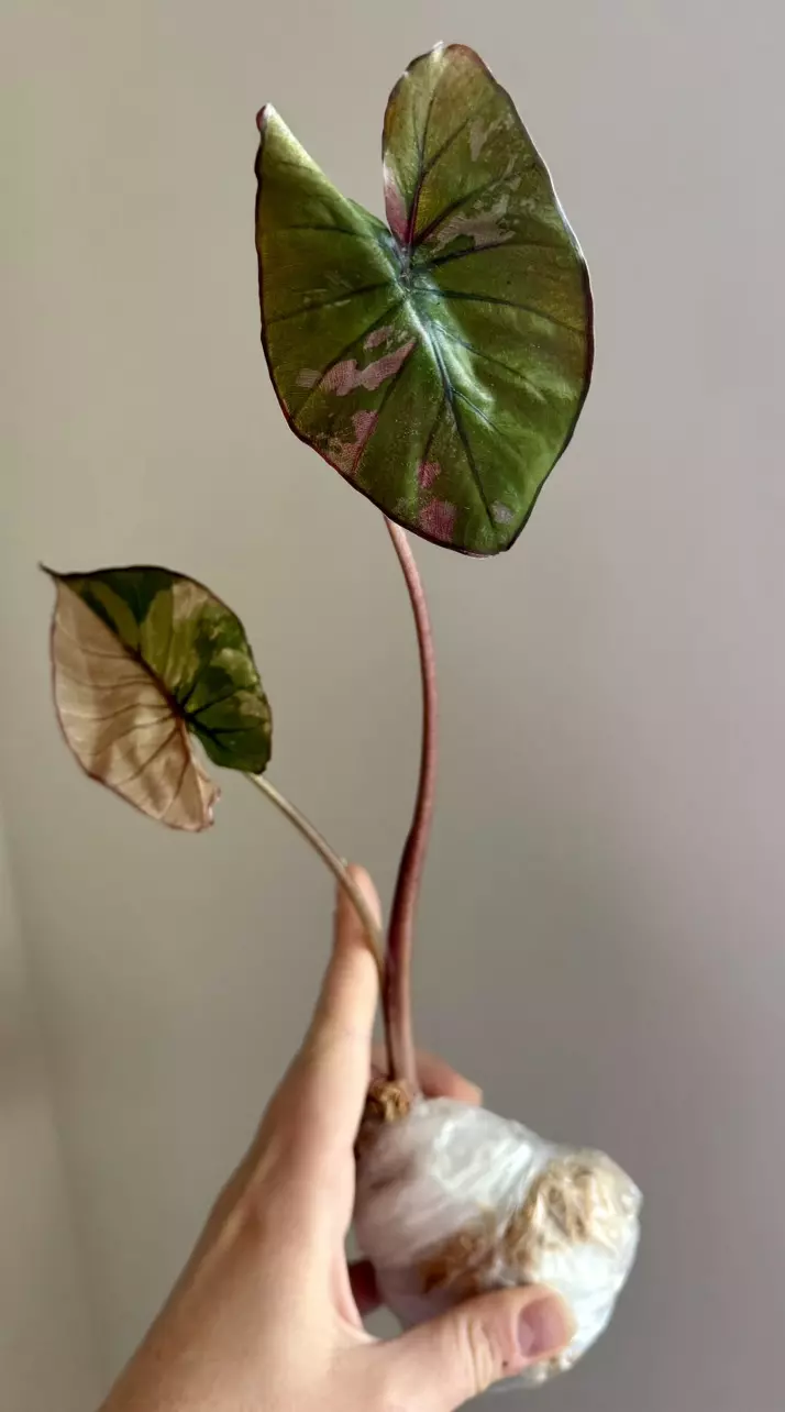 Alocasia Pink Serendipity - Fresh Import thumbnail
