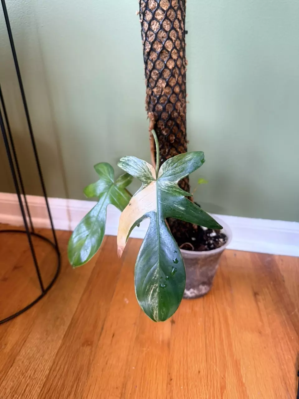 Philodendron Florida Ghost thumbnail