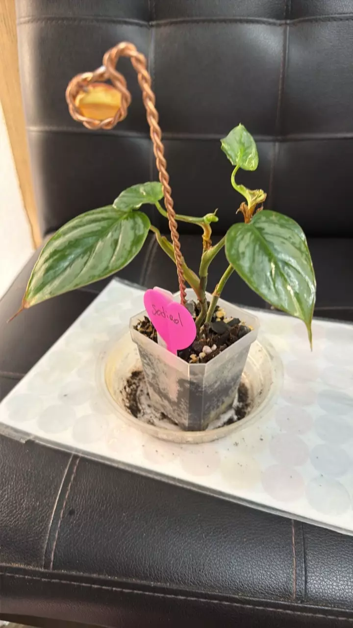 SODIROL 423 thumbnail