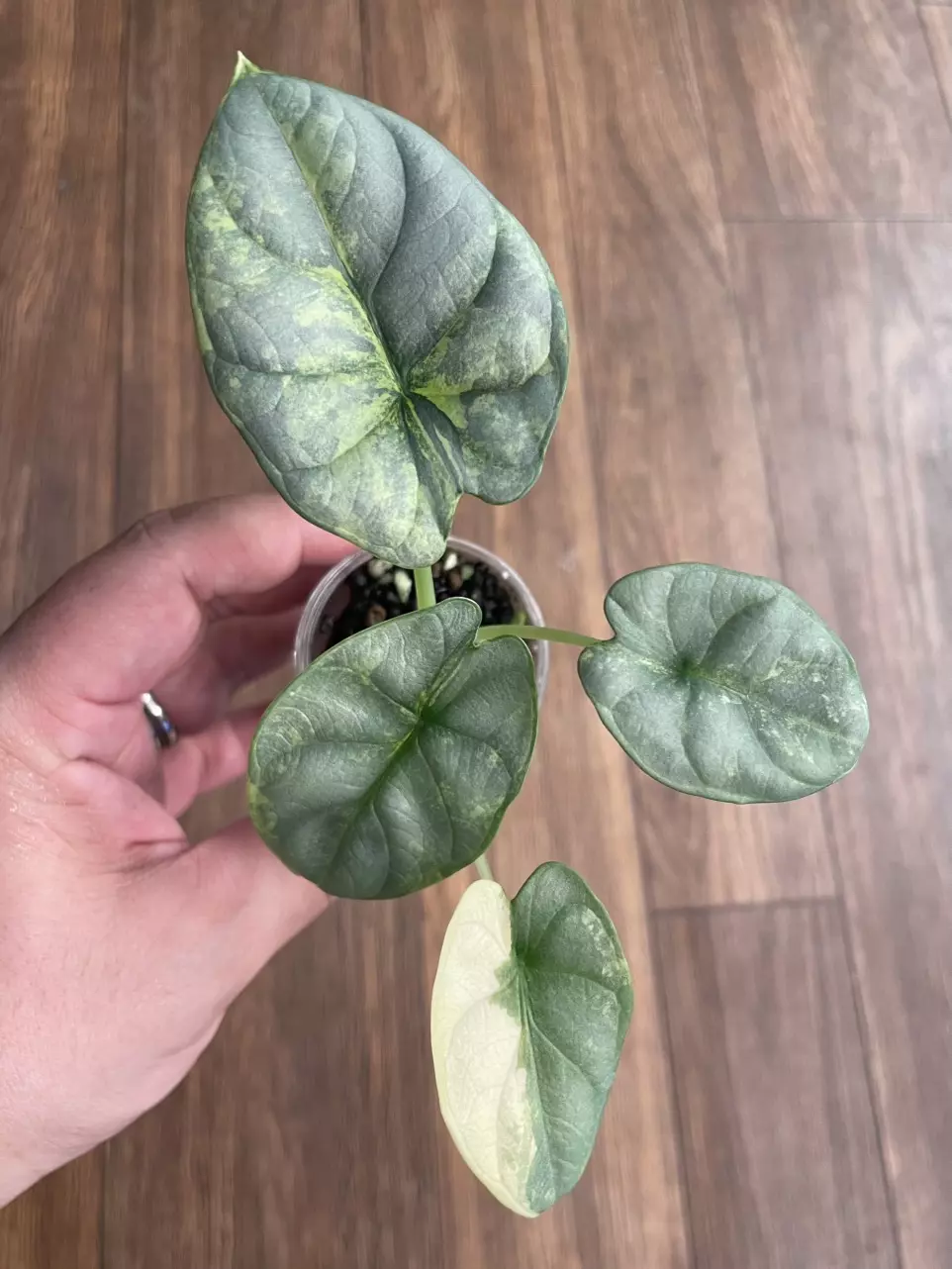 Alocasia Silver Dragon Aurea thumbnail