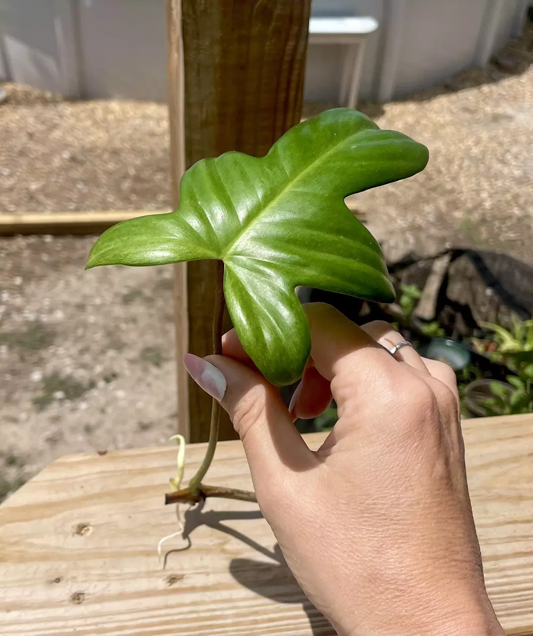 Philodendron Florida Ghost / Florida Beauty thumbnail