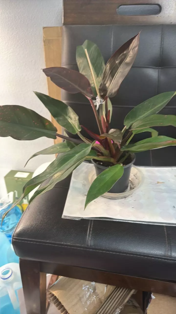 RED SUN 423 thumbnail