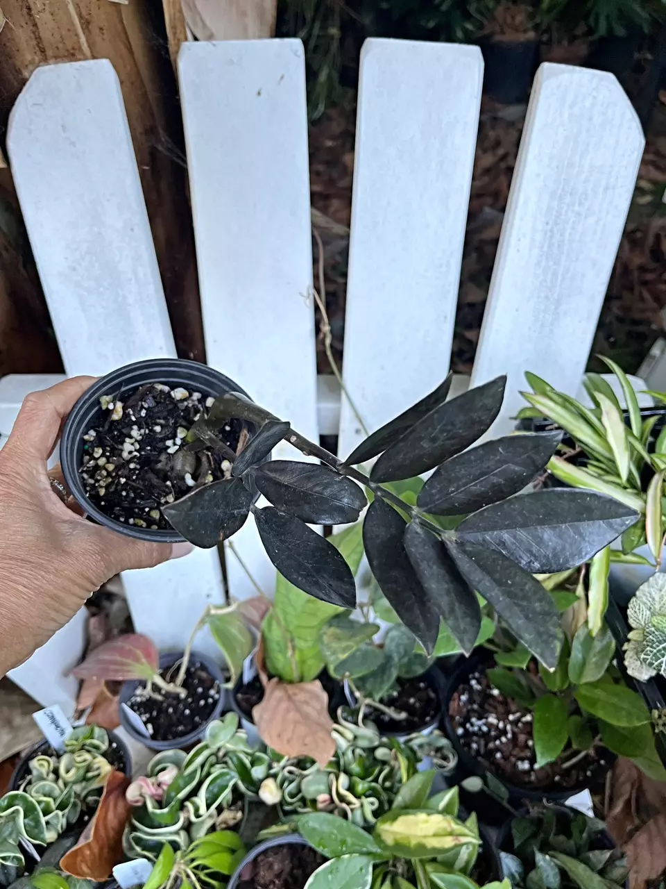 🎋Black ZZ Plant ‘Raven’ thumbnail