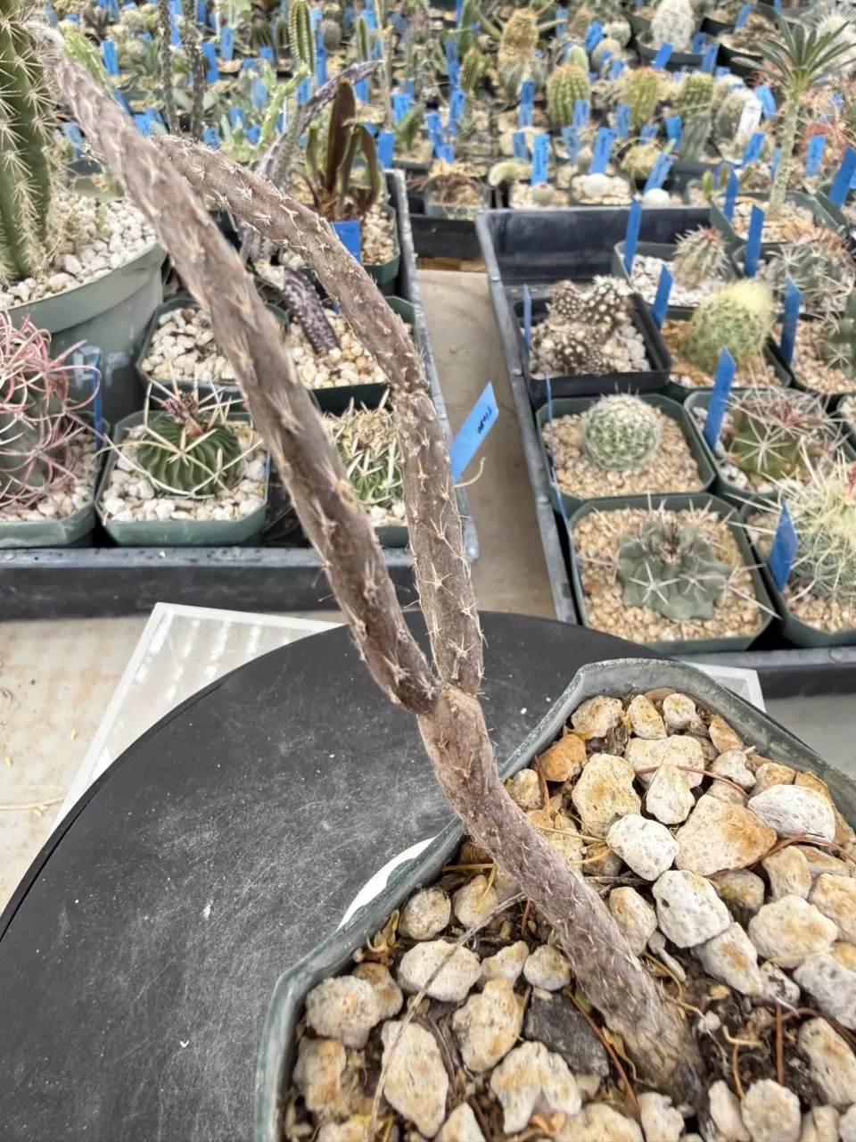 1268 Pterocactus tuberosus thumbnail