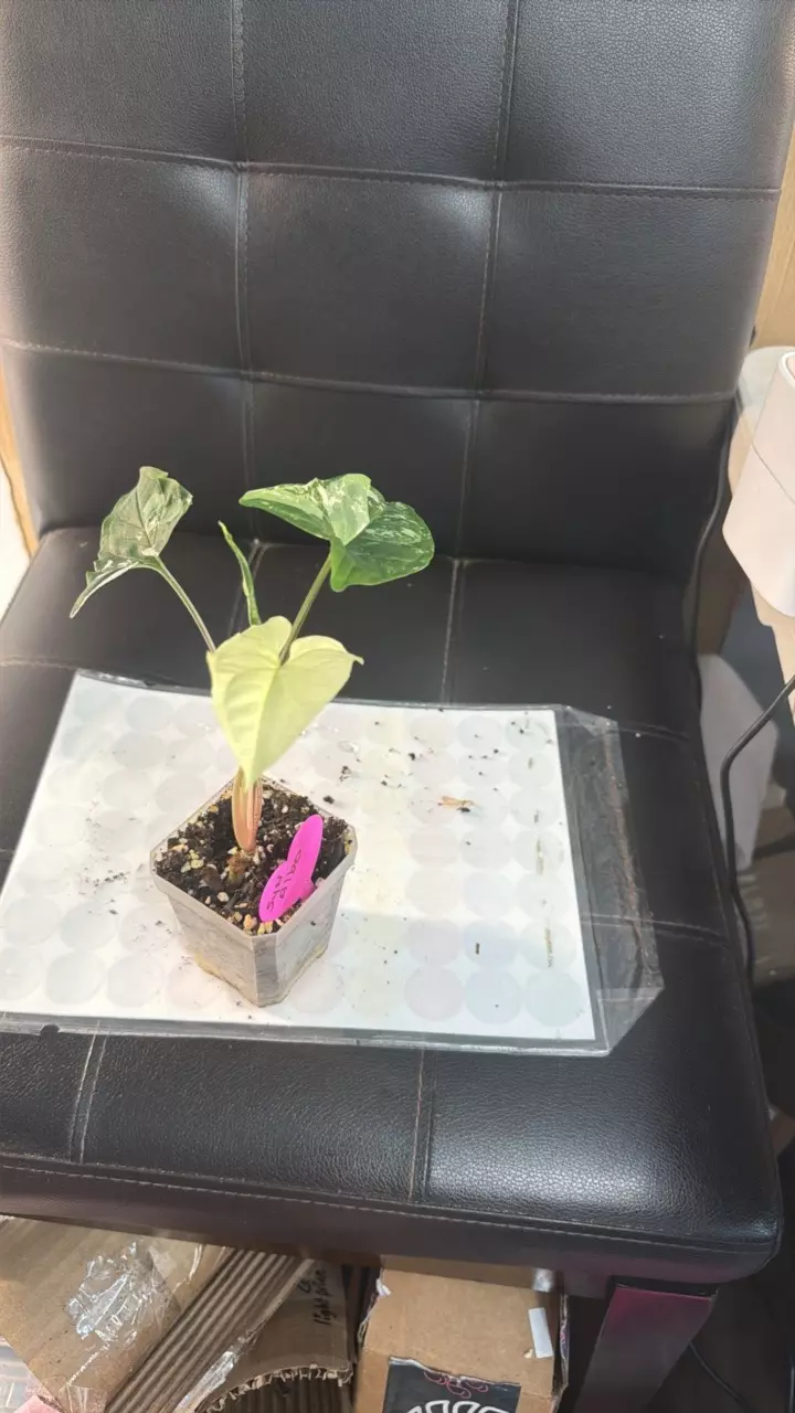 SYNGONIUM ALBO 423 thumbnail