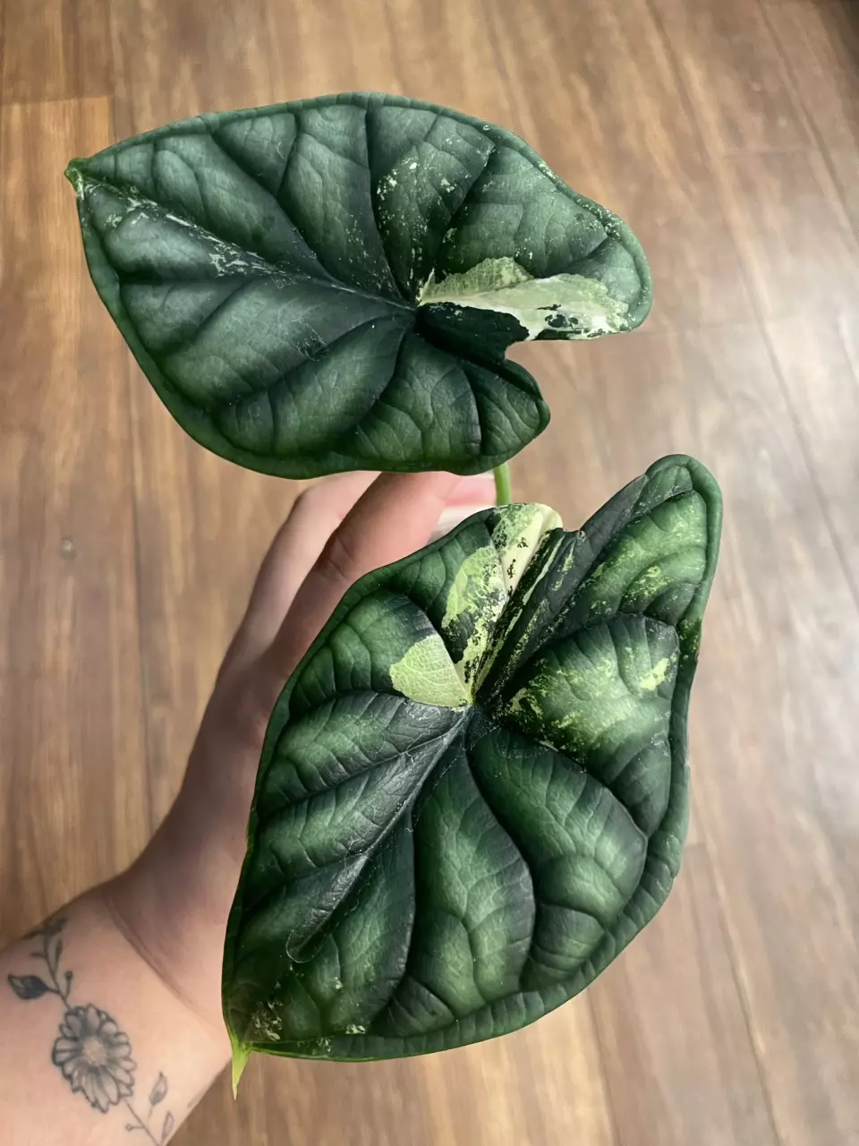 Alocasia Dragon Scale Variegated thumbnail