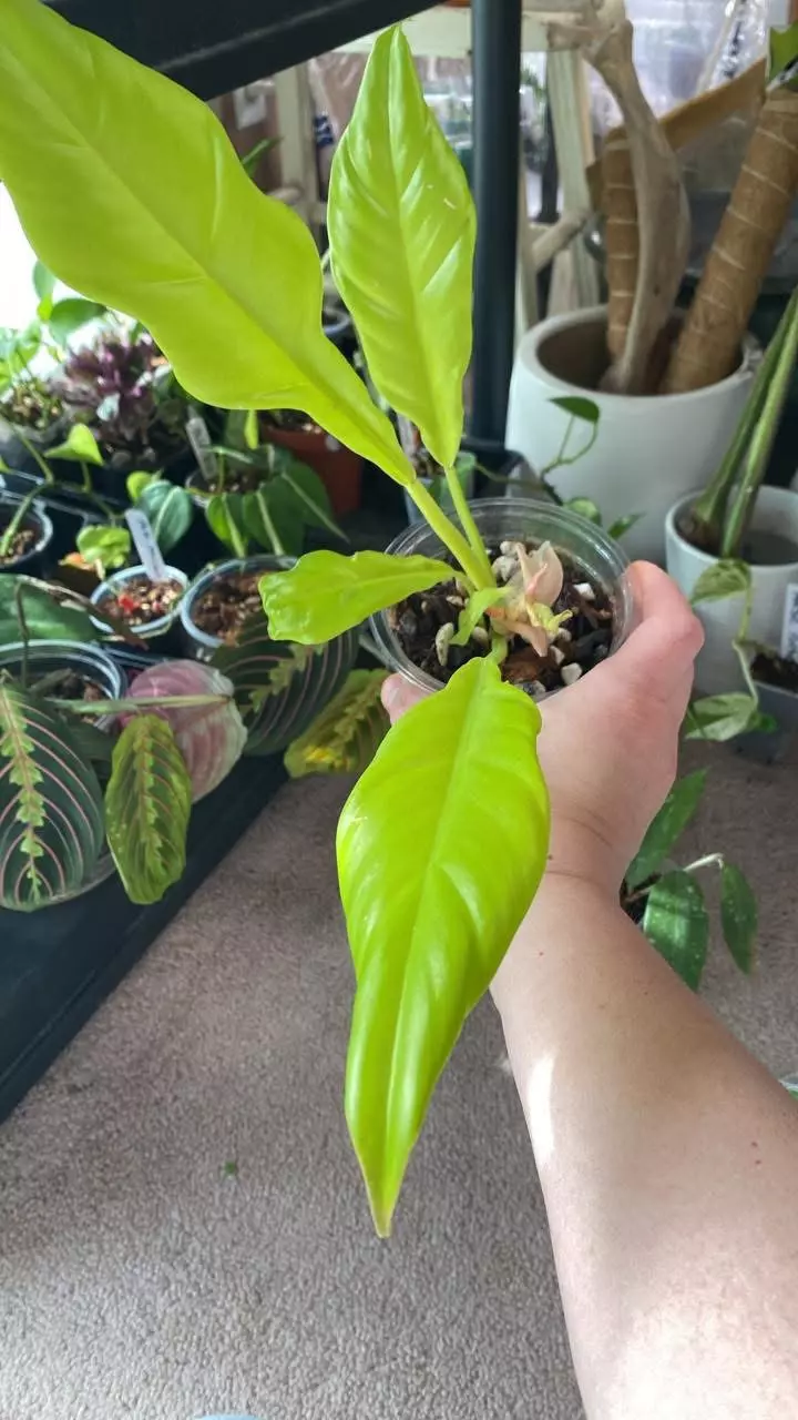 Philodendron Golden Crocodile thumbnail