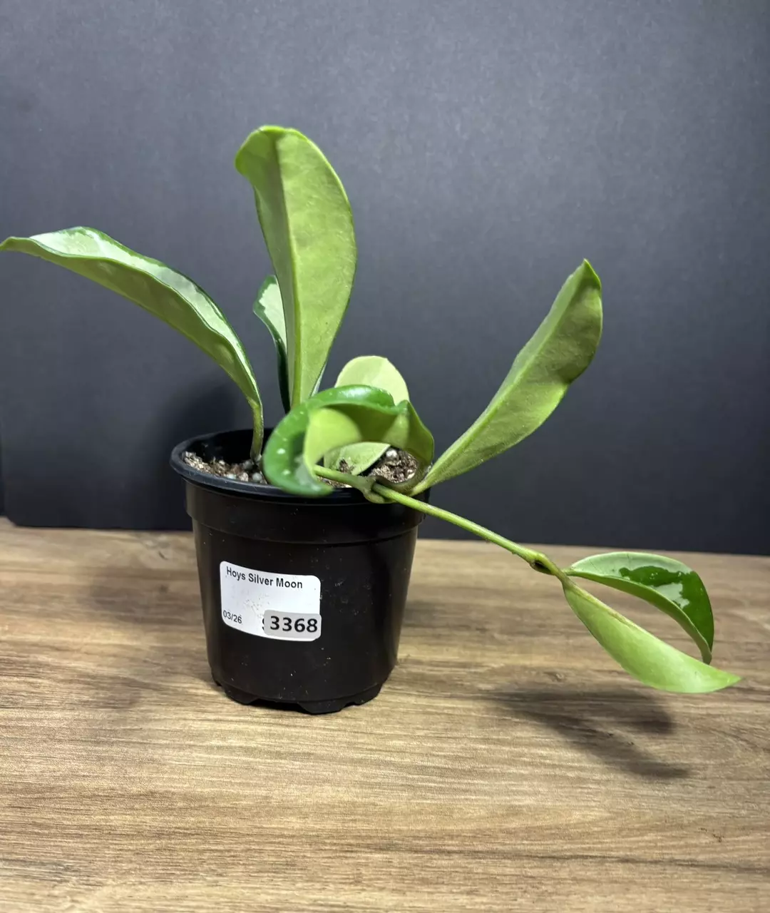 Hoya Silver Moon 4” 3368 thumbnail