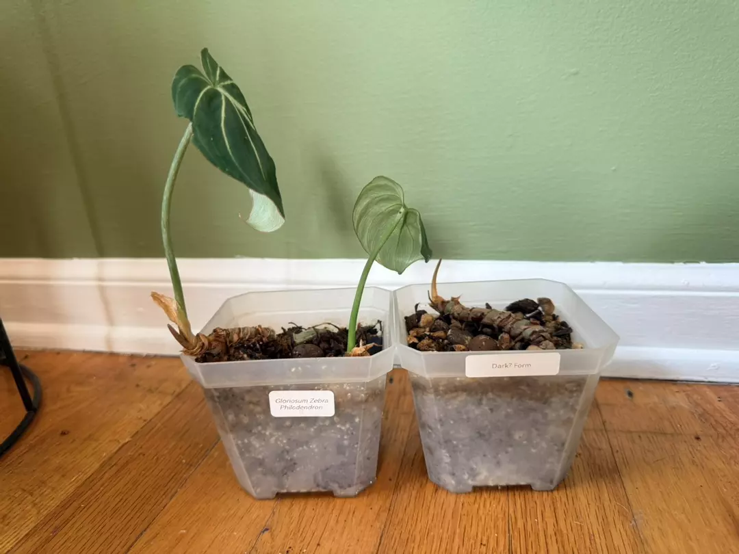 Philodendron Dark Form and Zebra Bundle thumbnail