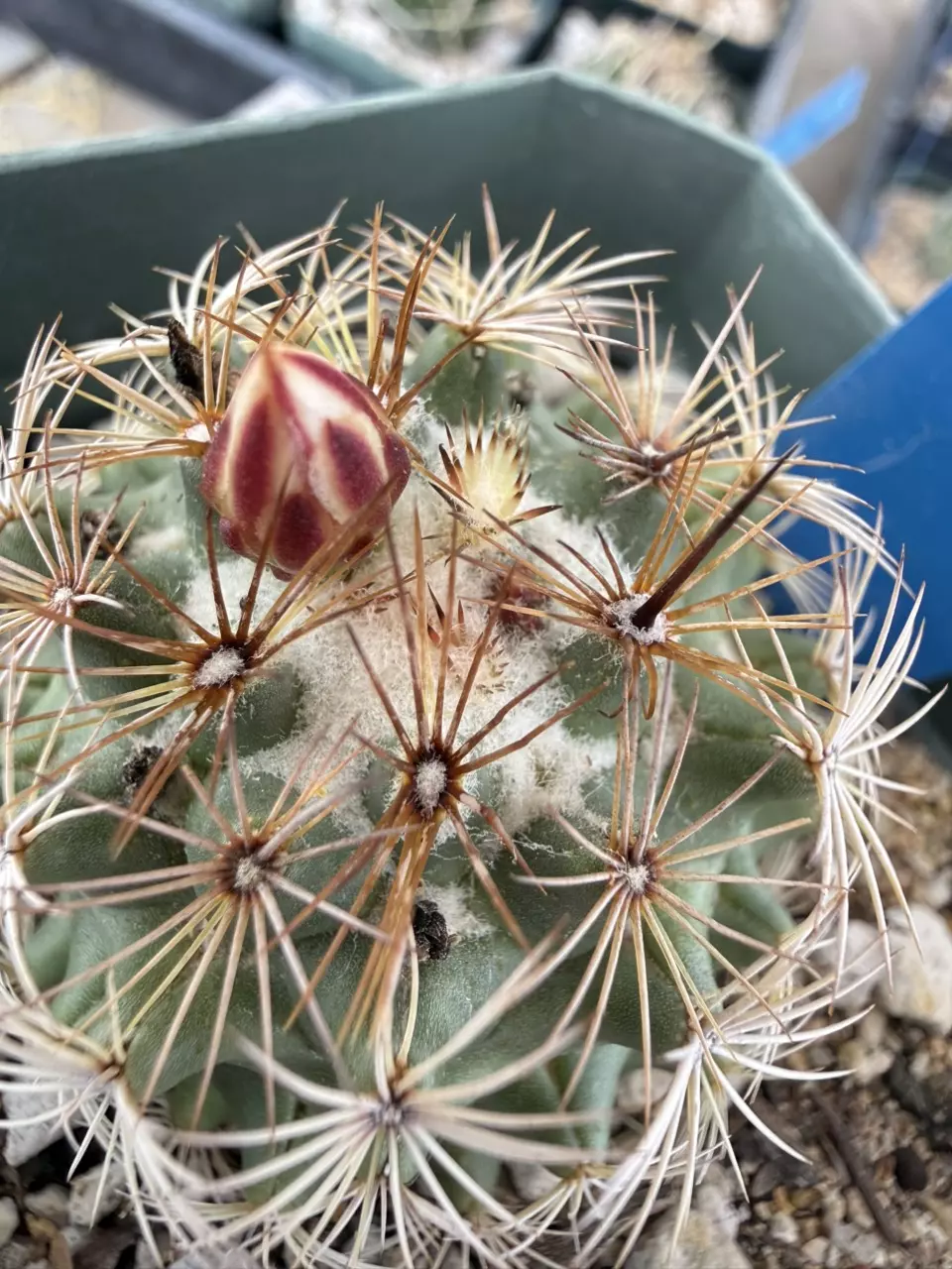 1266 Coryphantha pusiliflora thumbnail