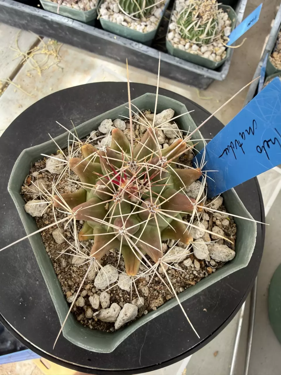 1259 Thelocactus matudae thumbnail