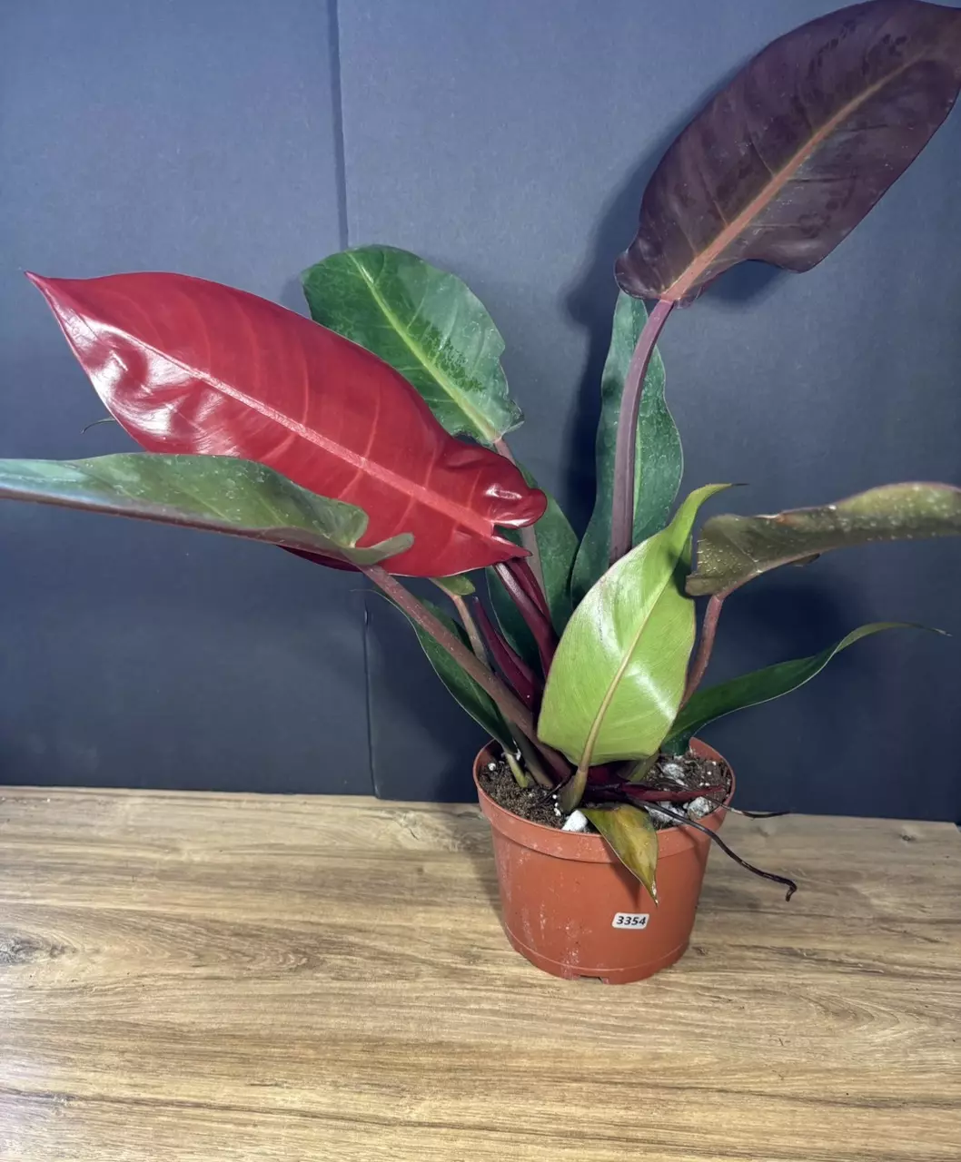 Philodendron Red Sun 6” thumbnail