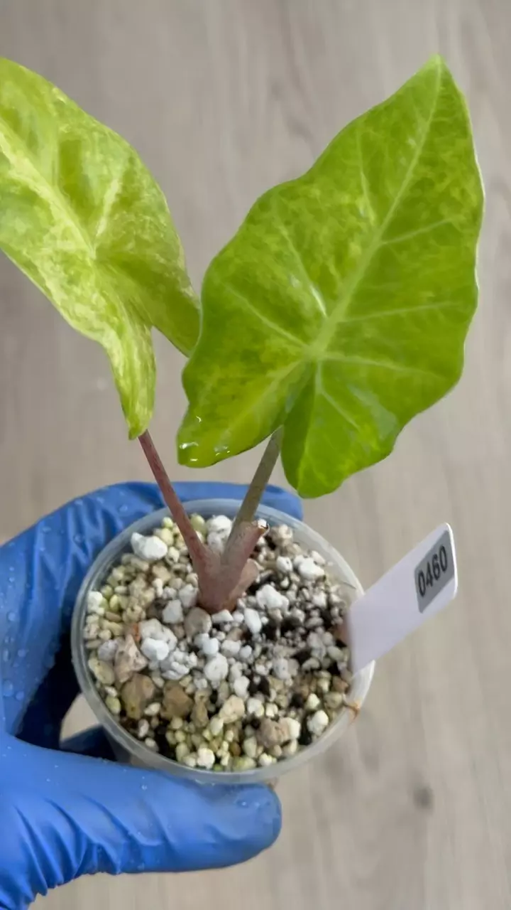 Alocasia Portora Aurea #460 bigger size thumbnail