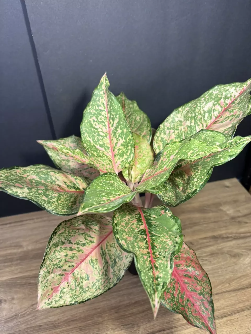 Aglaonema Fortune 4” 3356 thumbnail