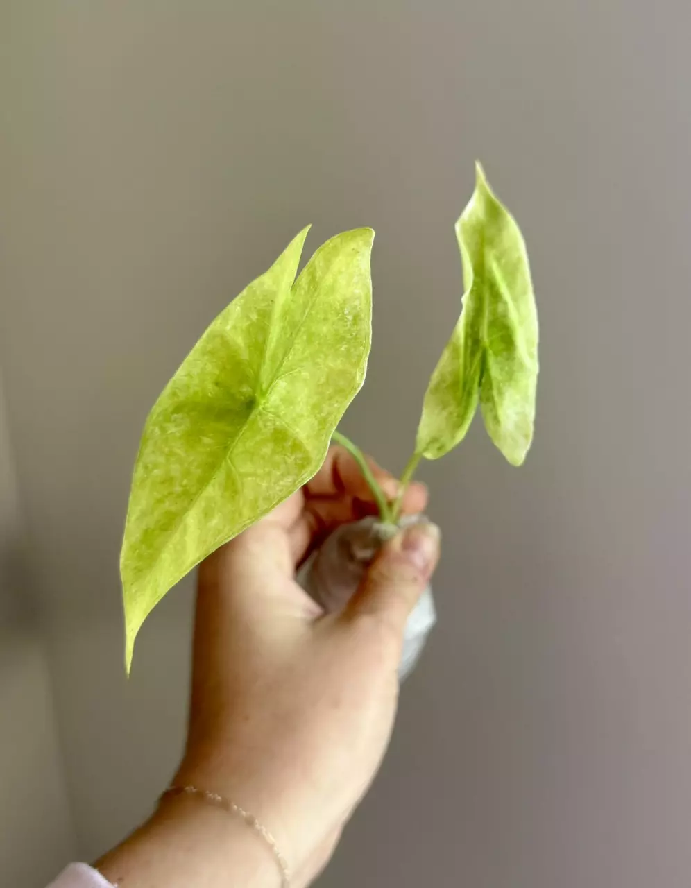 Alocasia Longiloba Marble - Fresh Import thumbnail