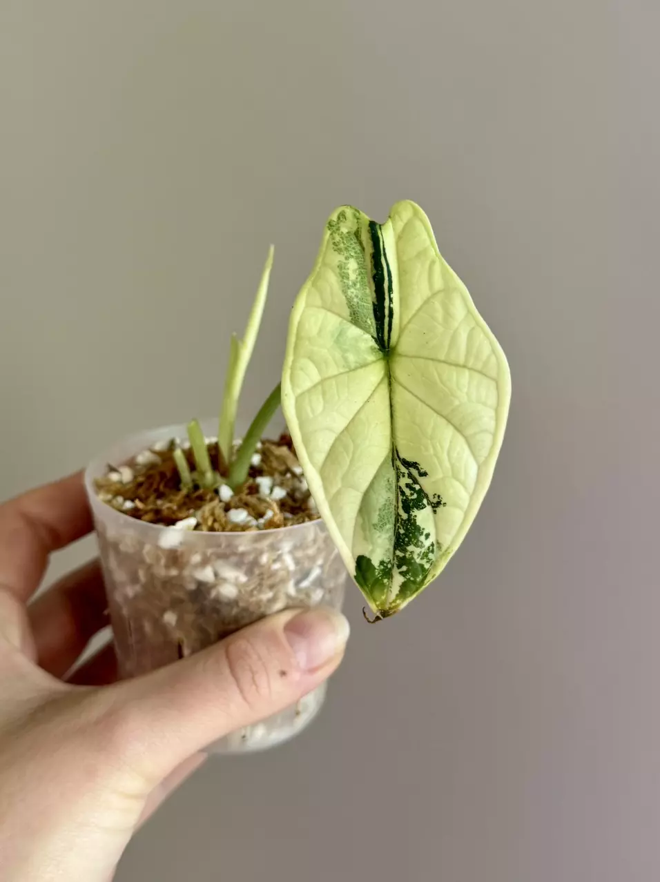 Alocasia Dragon Scale Albo - Fresh Import thumbnail