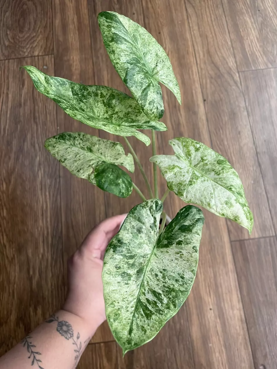 Alocasia Odora Batik Variegated Mama Plant thumbnail