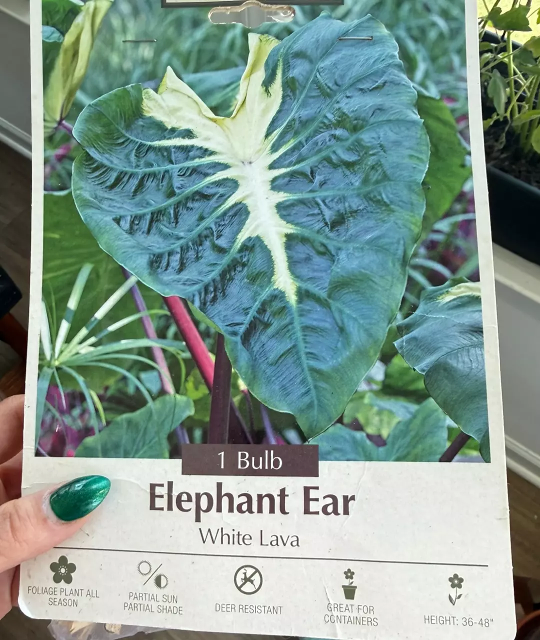 Colocasia Esculenta - White Lava (bulb) thumbnail