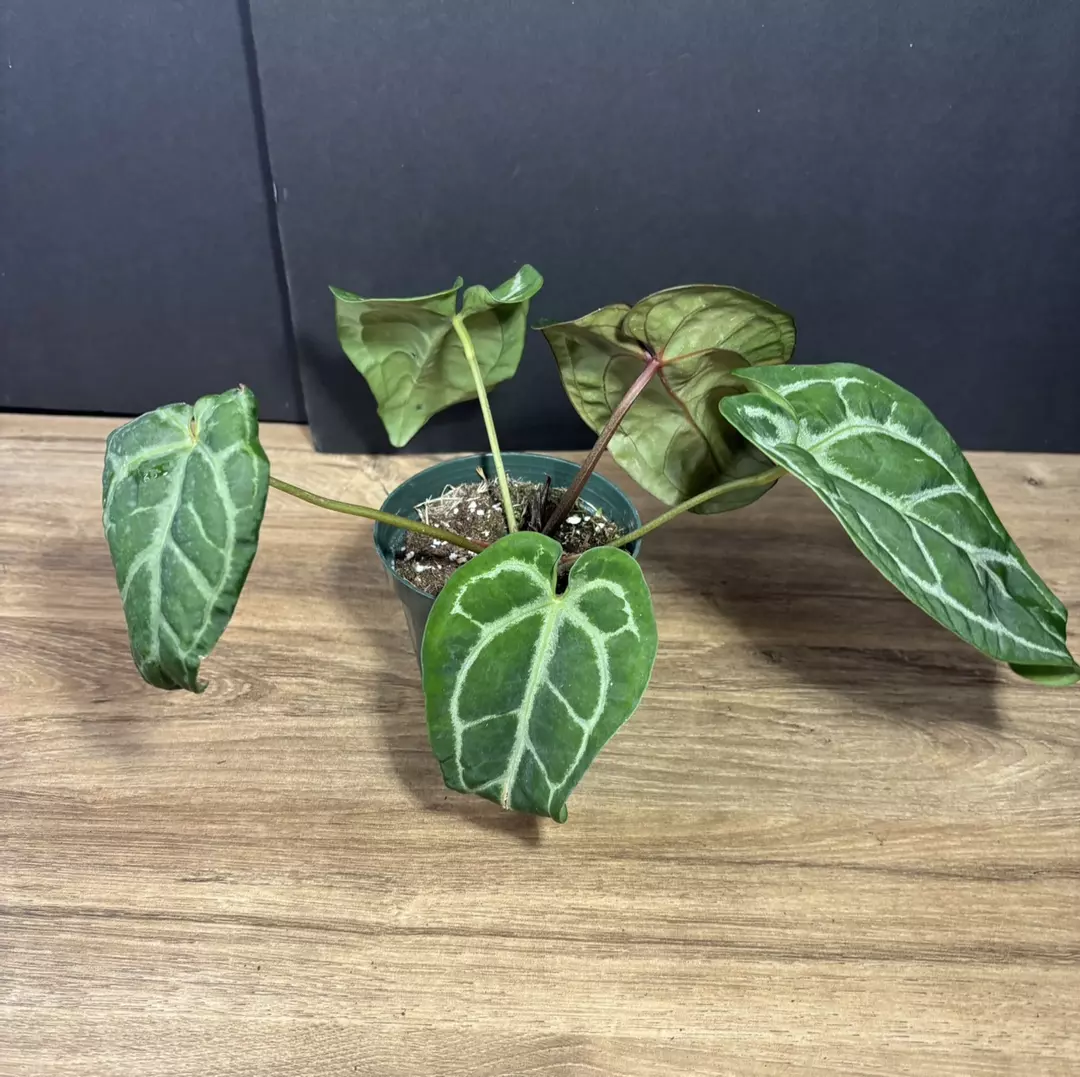 Anthurium SKG Silver x Red Crystallinum 4” thumbnail