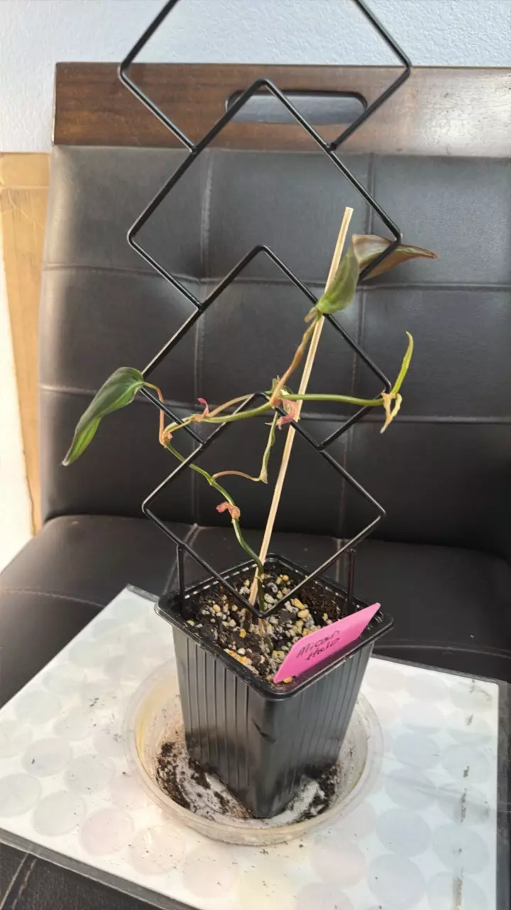 MICAN HALO 423 thumbnail