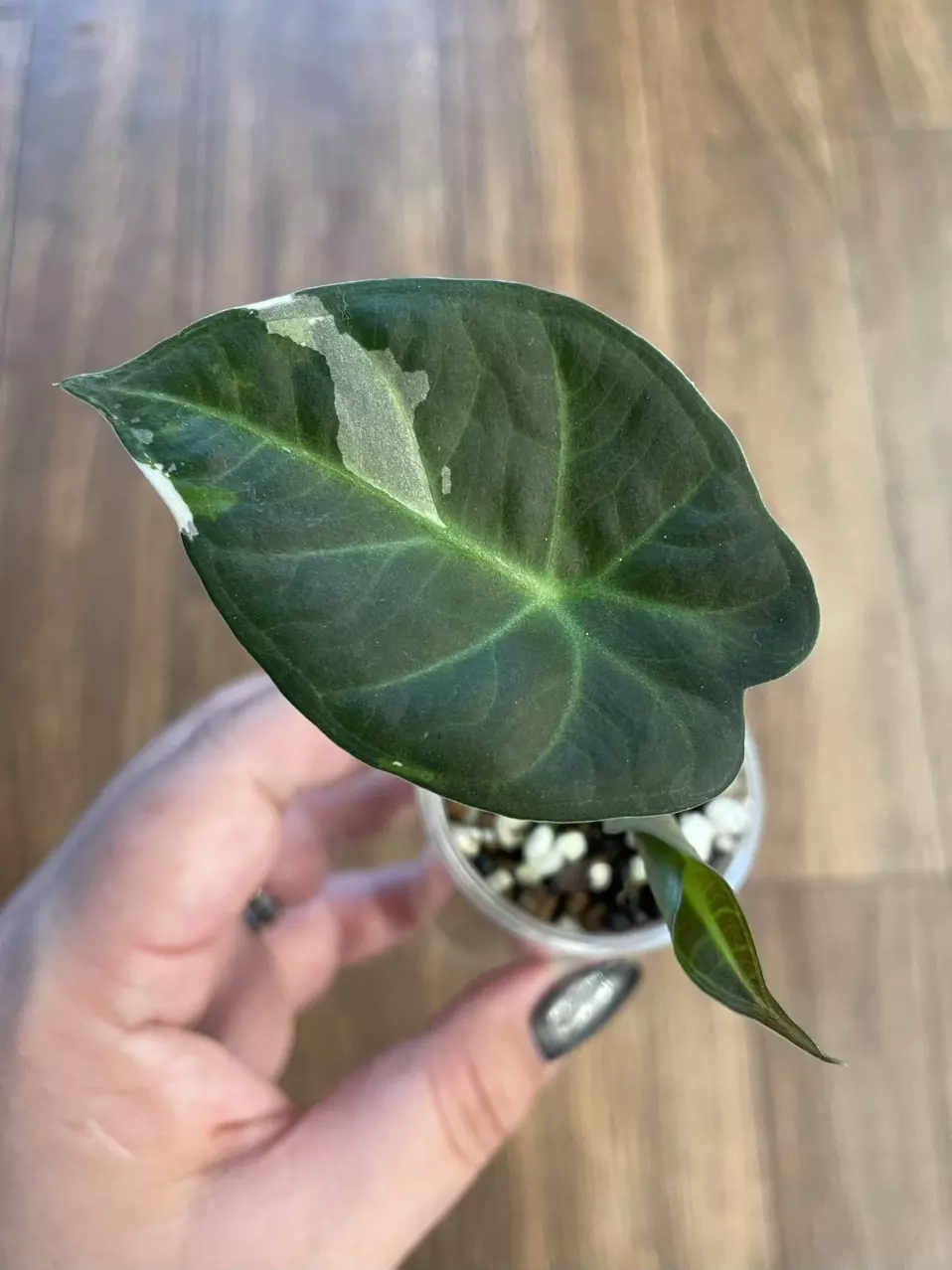Alocasia Regal Shield Albo thumbnail