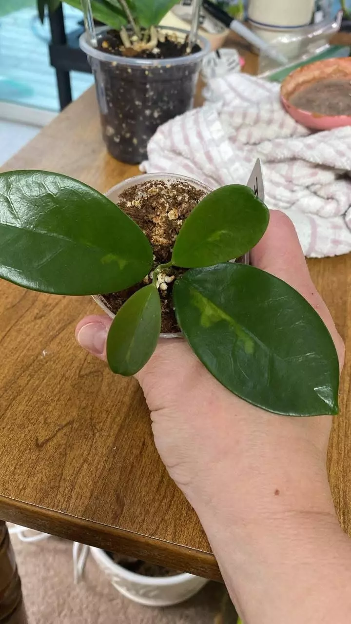 Hoya Australis Lisa thumbnail
