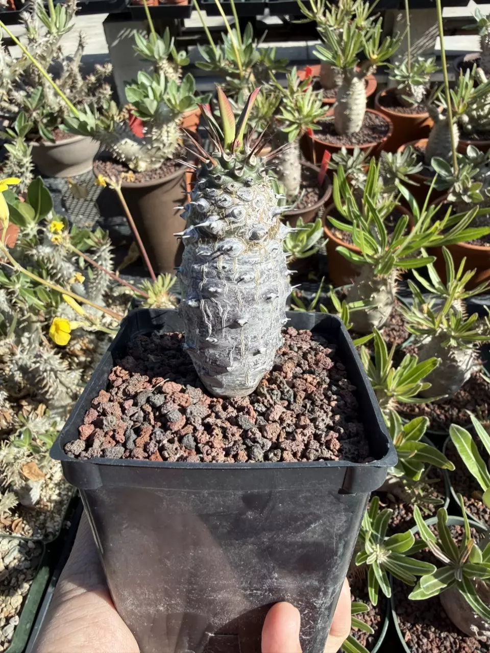 Euphorbia Pachypodioides 3.25" pot thumbnail