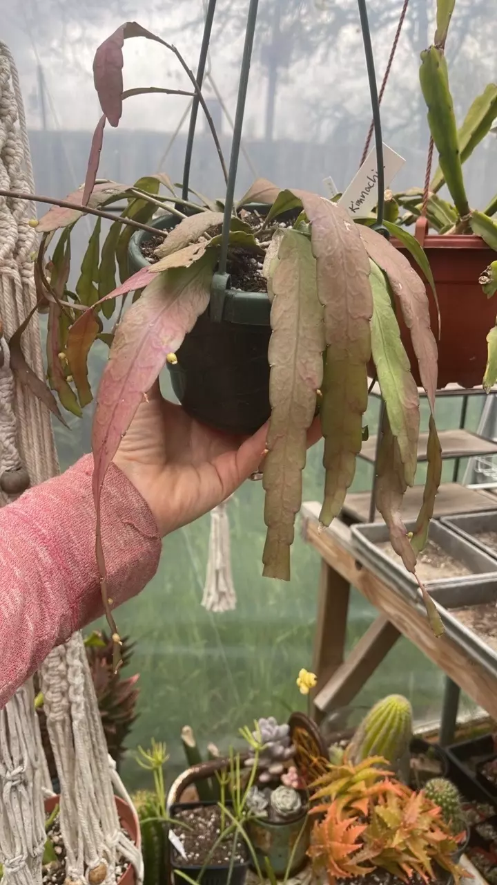 Order for Stormy thumbnail