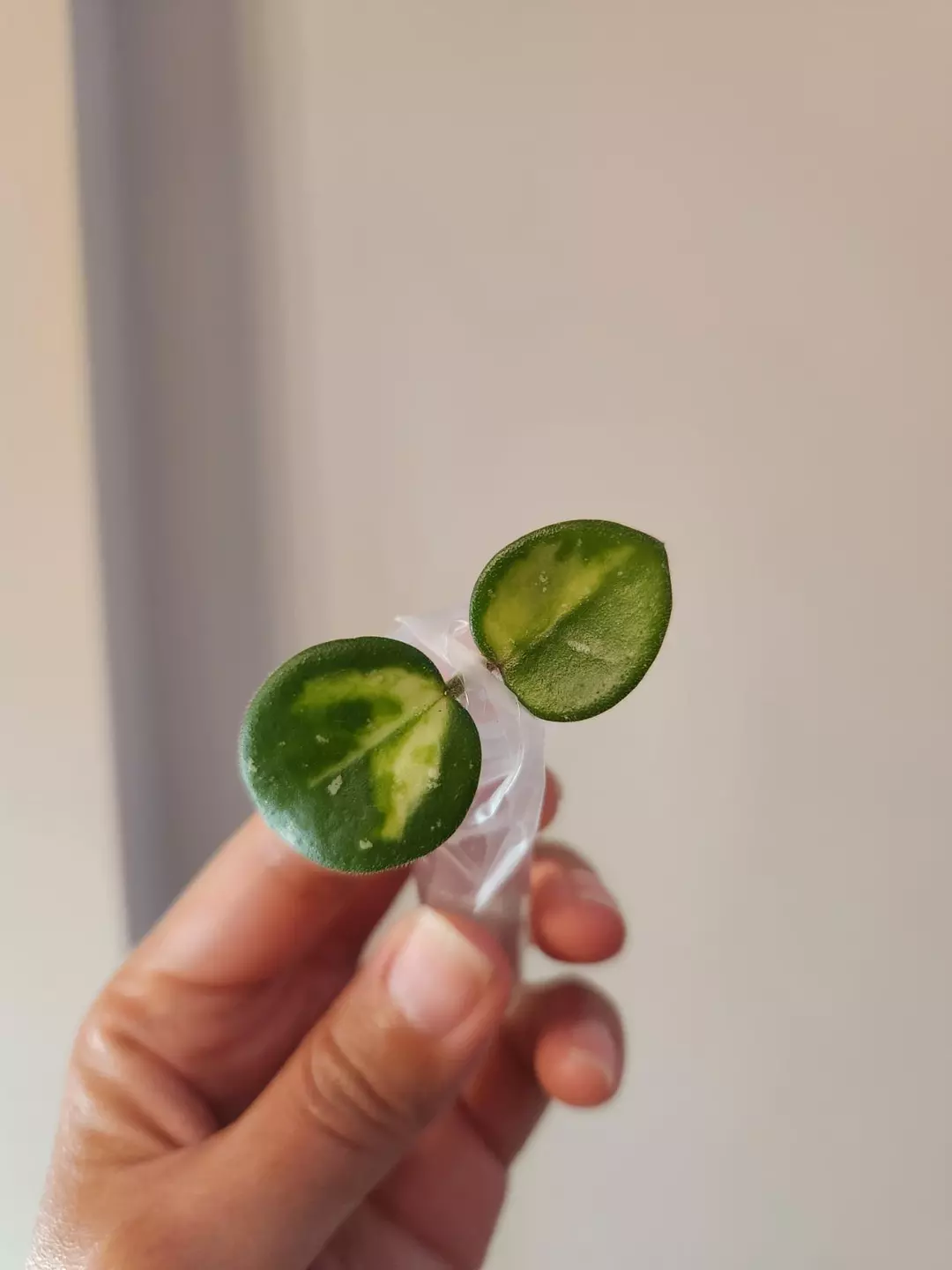 Hoya Mathilde variegated cutting thumbnail