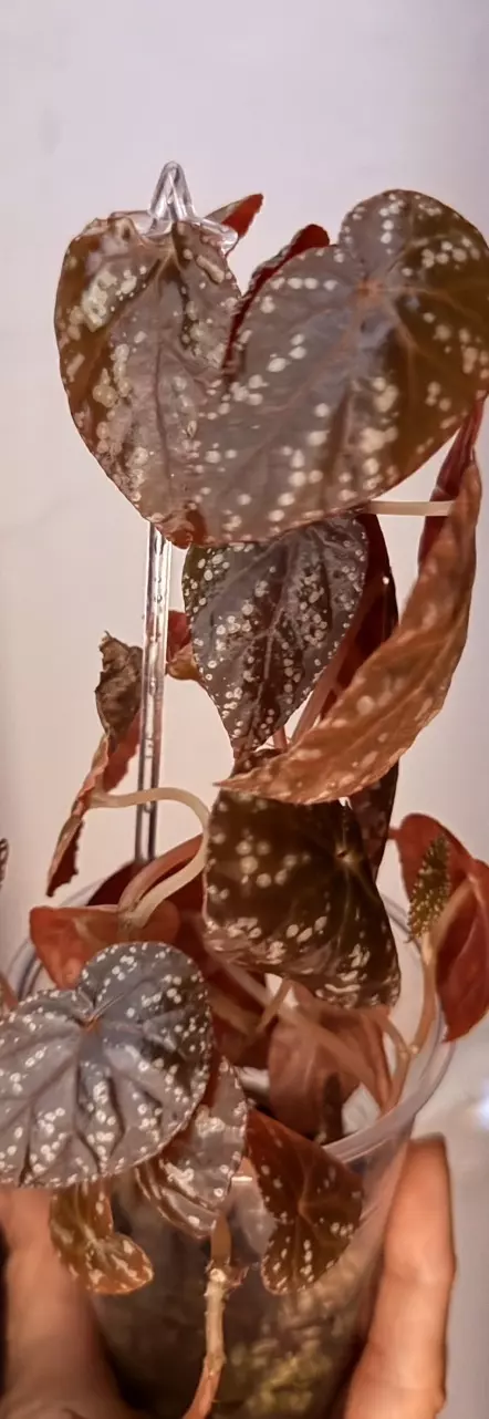 purple stardust botanicaz begonia (mother in first pic) thumbnail