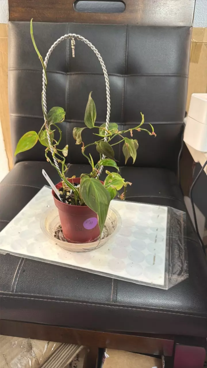 Mican rehab 423 thumbnail