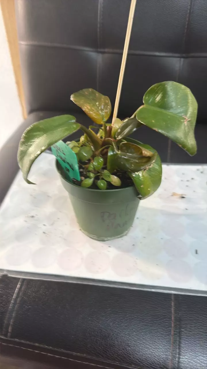 BLACK CARDINAL 423 thumbnail