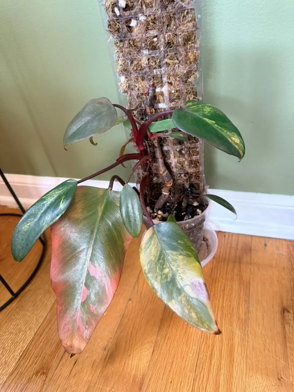 Philodendron Strawberry Shake thumbnail