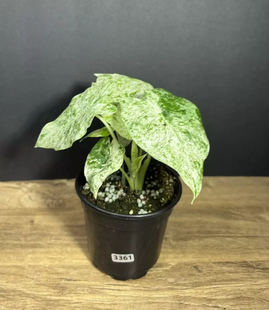 Alocasia Odora Batik 4” 3361 thumbnail