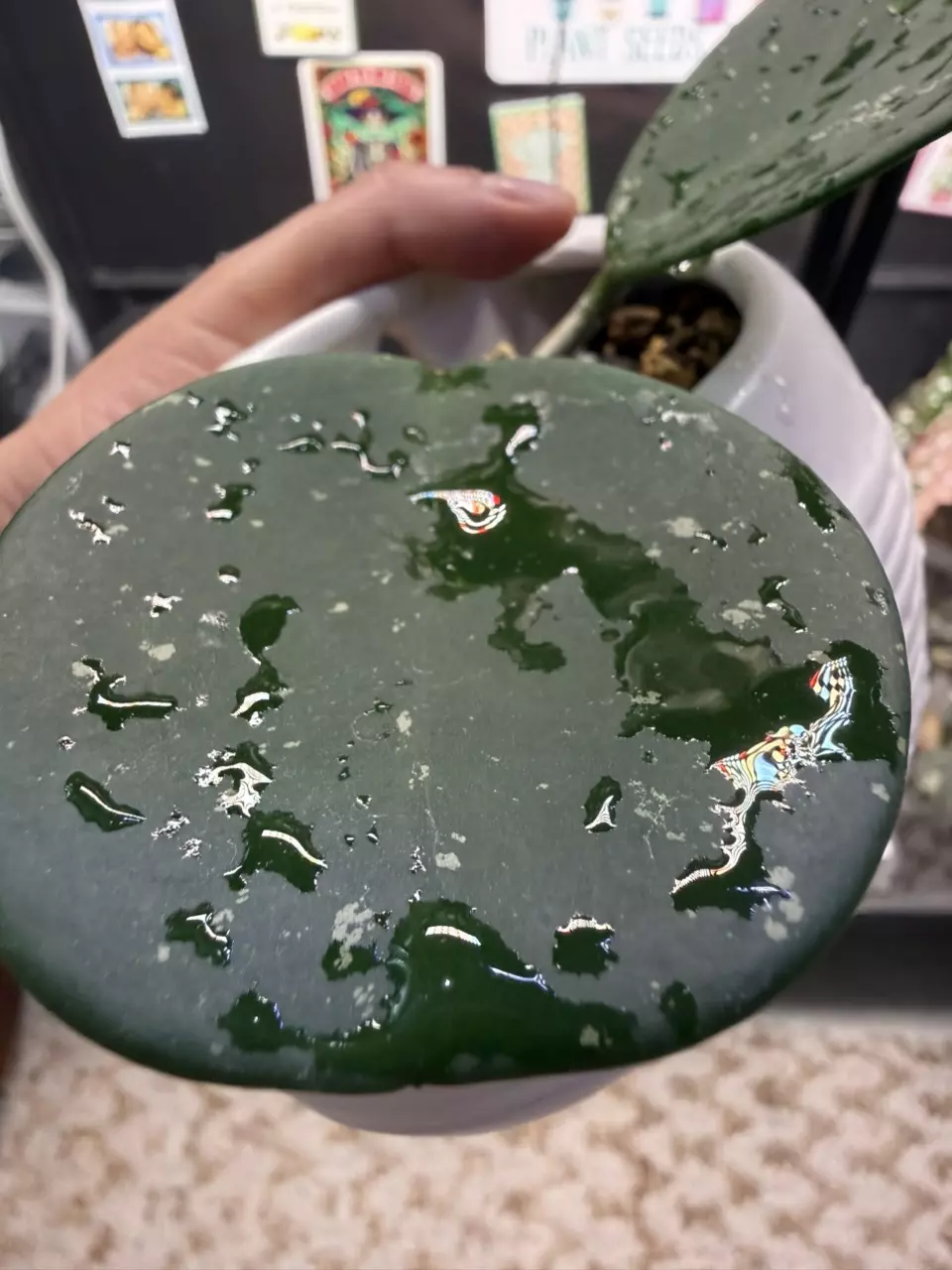 Obovata splash thumbnail