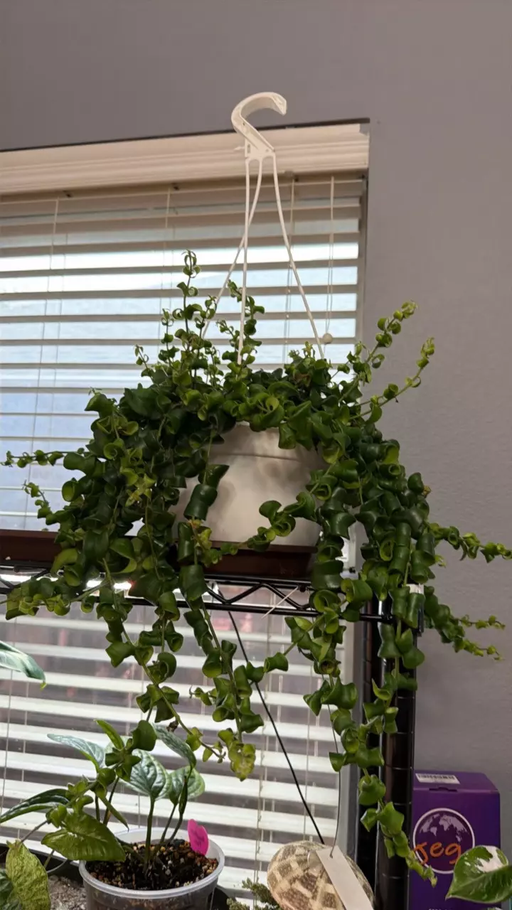 CURLY LIPSTICK 423 thumbnail