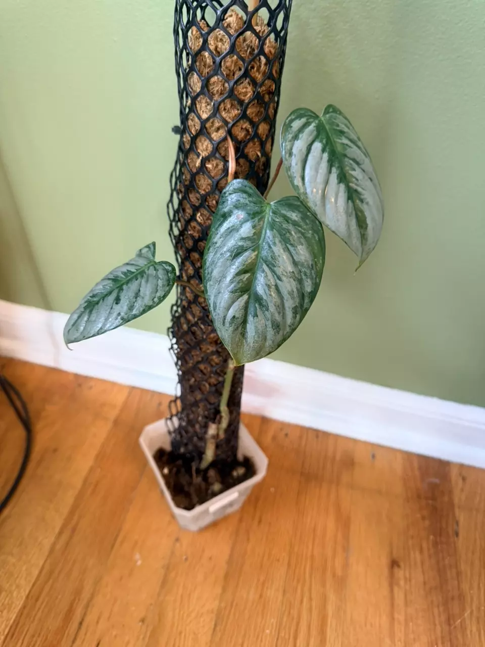 Philodendron Sodoroi thumbnail