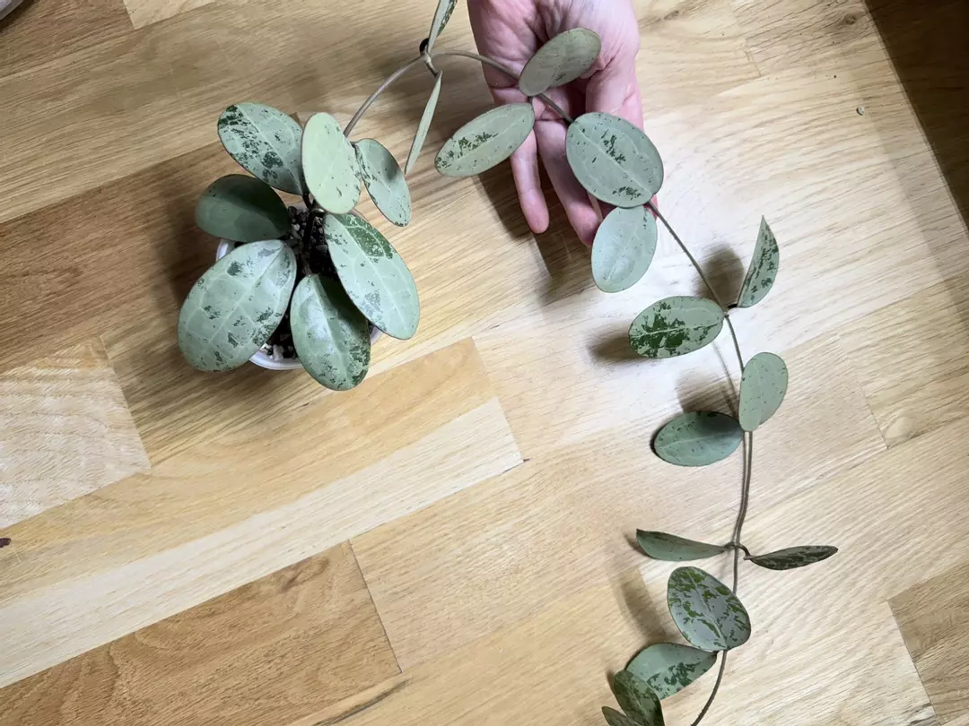 Elliptica Silver fresh cuttings single node 2 leaves thumbnail