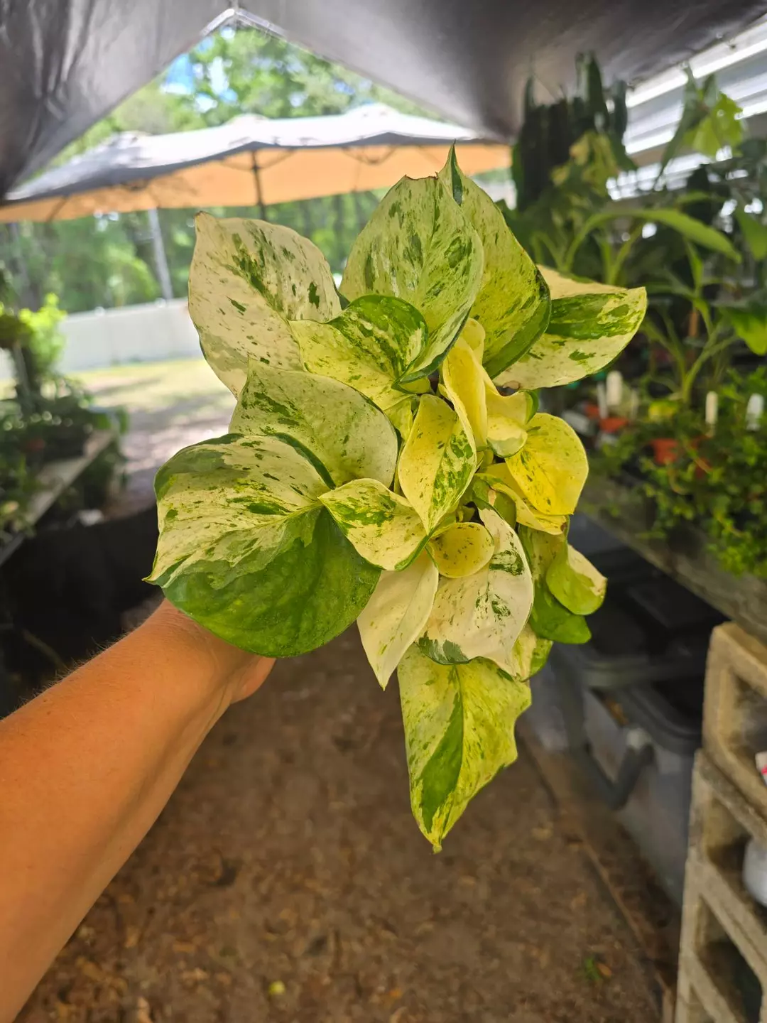 4in Epipremnum manjula GC thumbnail