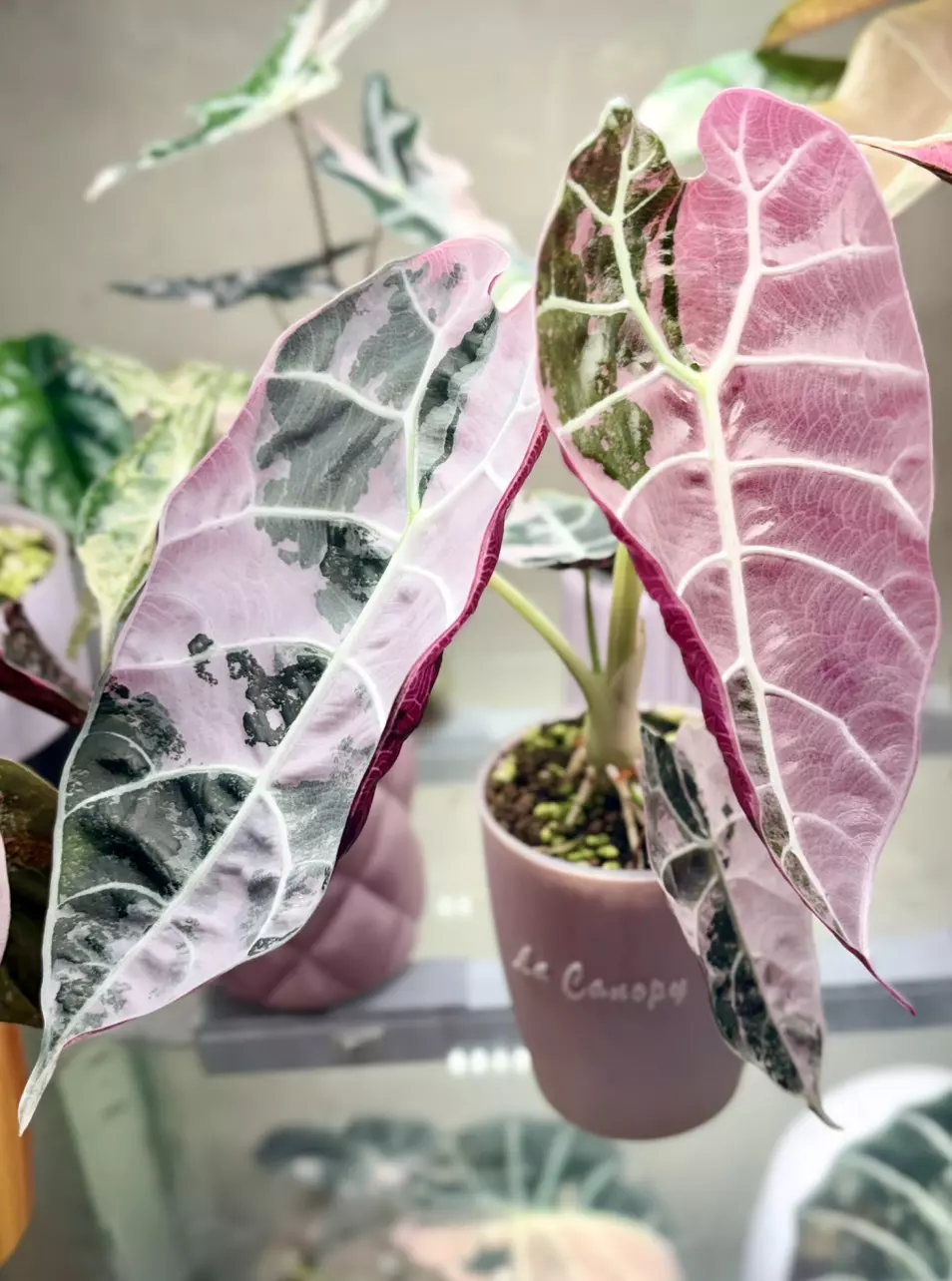 CORM from Alocasia Variegated Watsoniana Pink thumbnail